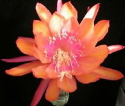 Epiphyllum windsong , o Corte